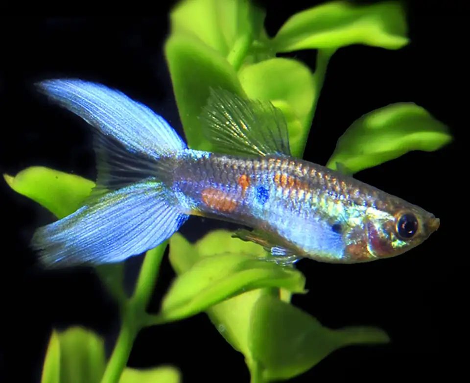 Lyretail Guppy, Male